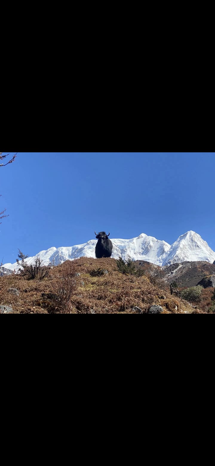 ताप्लेजुङमा अवस्थित काब्रु हिमाल (७,३५३ मी.)