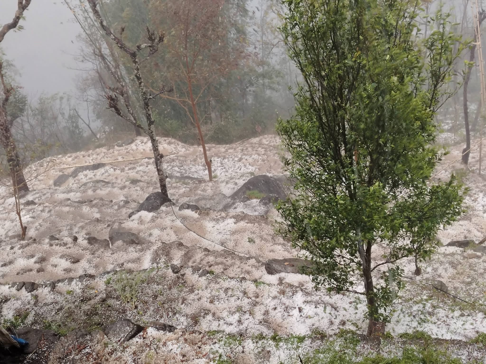 फक्ताङलुङ गाउँपालिकामा परेको असिना ।